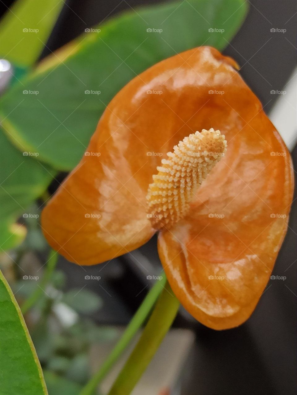 Anthurium Andre or "male happiness"