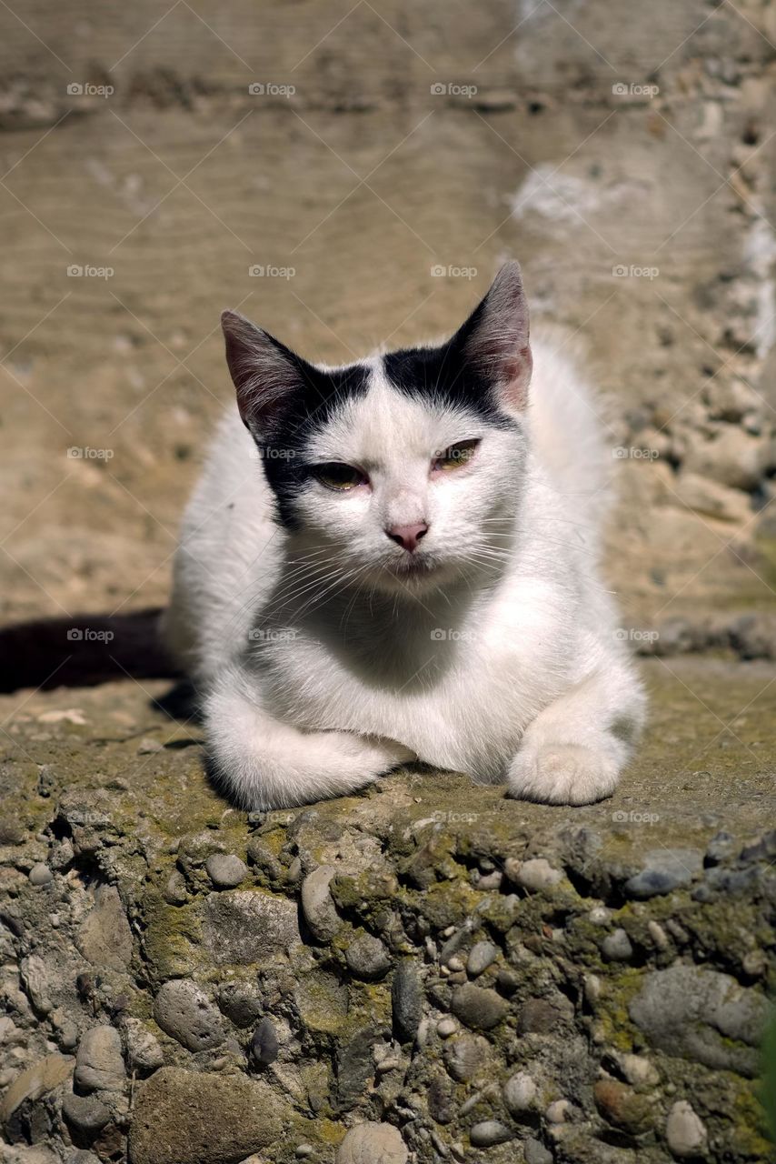 White cat portrait