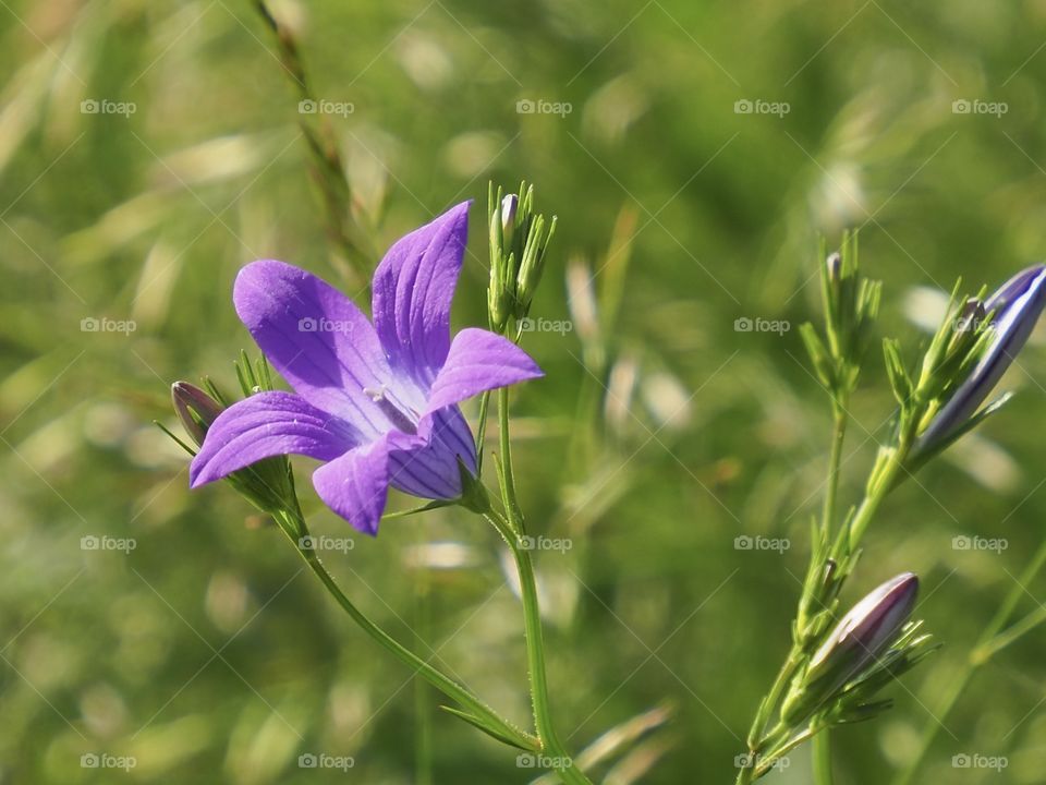 smiling in the evening sun