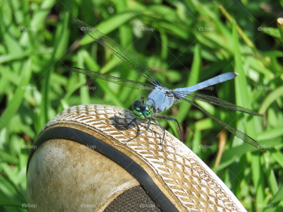 Dragonfly resting on shoe