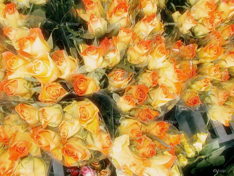 Posies in Paris. Bunches of fresh roses at a French market in Paris