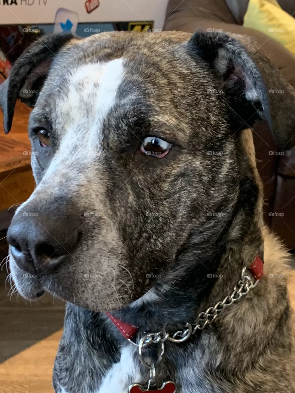 Zap Brannigan Pit bull