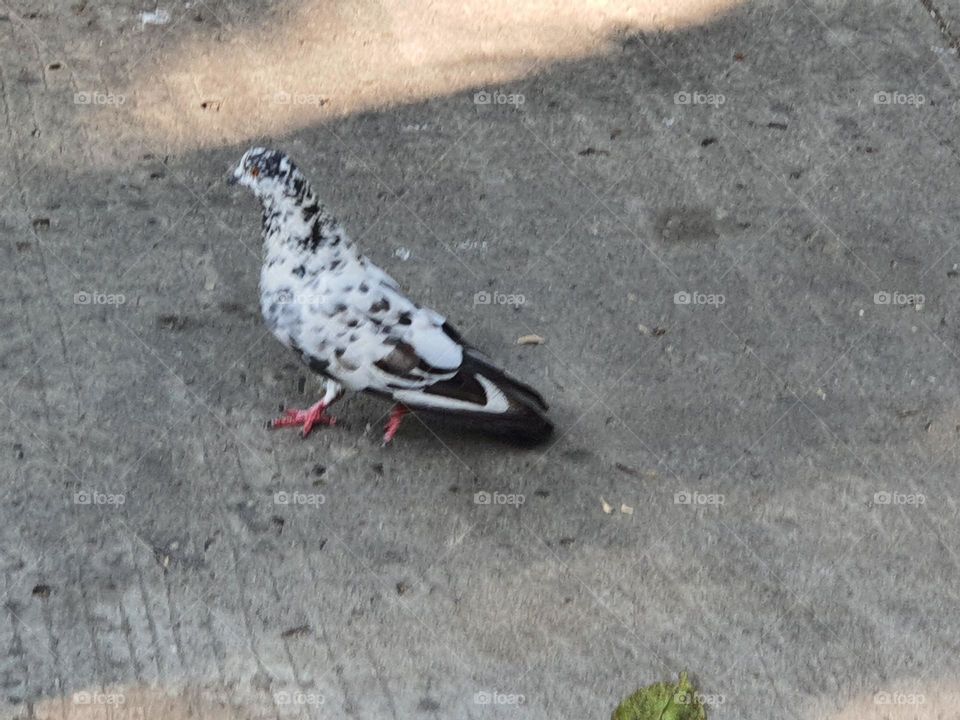 Spotted black and white pigeon