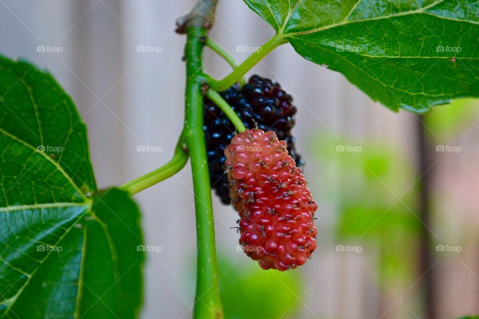 Mulberries on the bush in two stages, the darker deep purple almost black berry is ripe, the red unripened. 