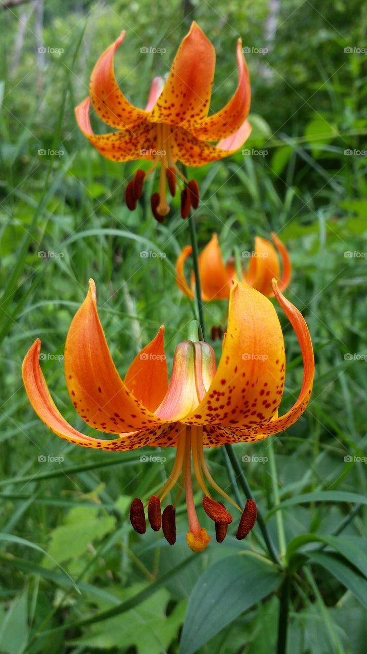 Wild Lillies