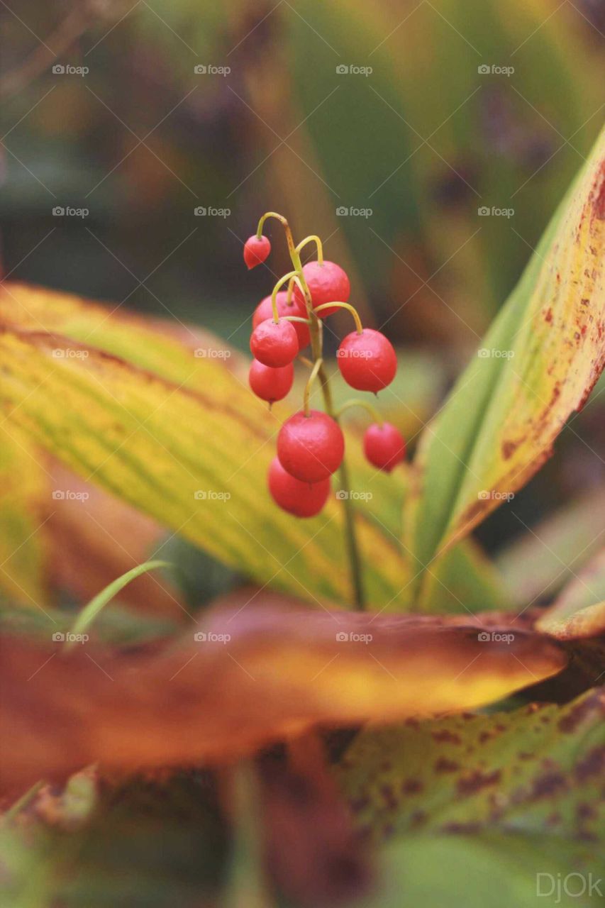 Nature, Leaf, No Person, Flora, Outdoors