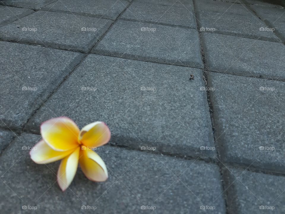 a falling frangipani flower on a pavement.This flower is commonly used as a means of praying for Balinese and known as "Bunga Jepun". This photo is a representative of moods of autumn