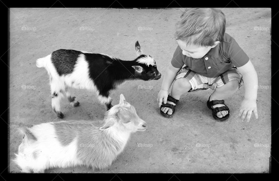 petting zoo. my son meeting some baby goats