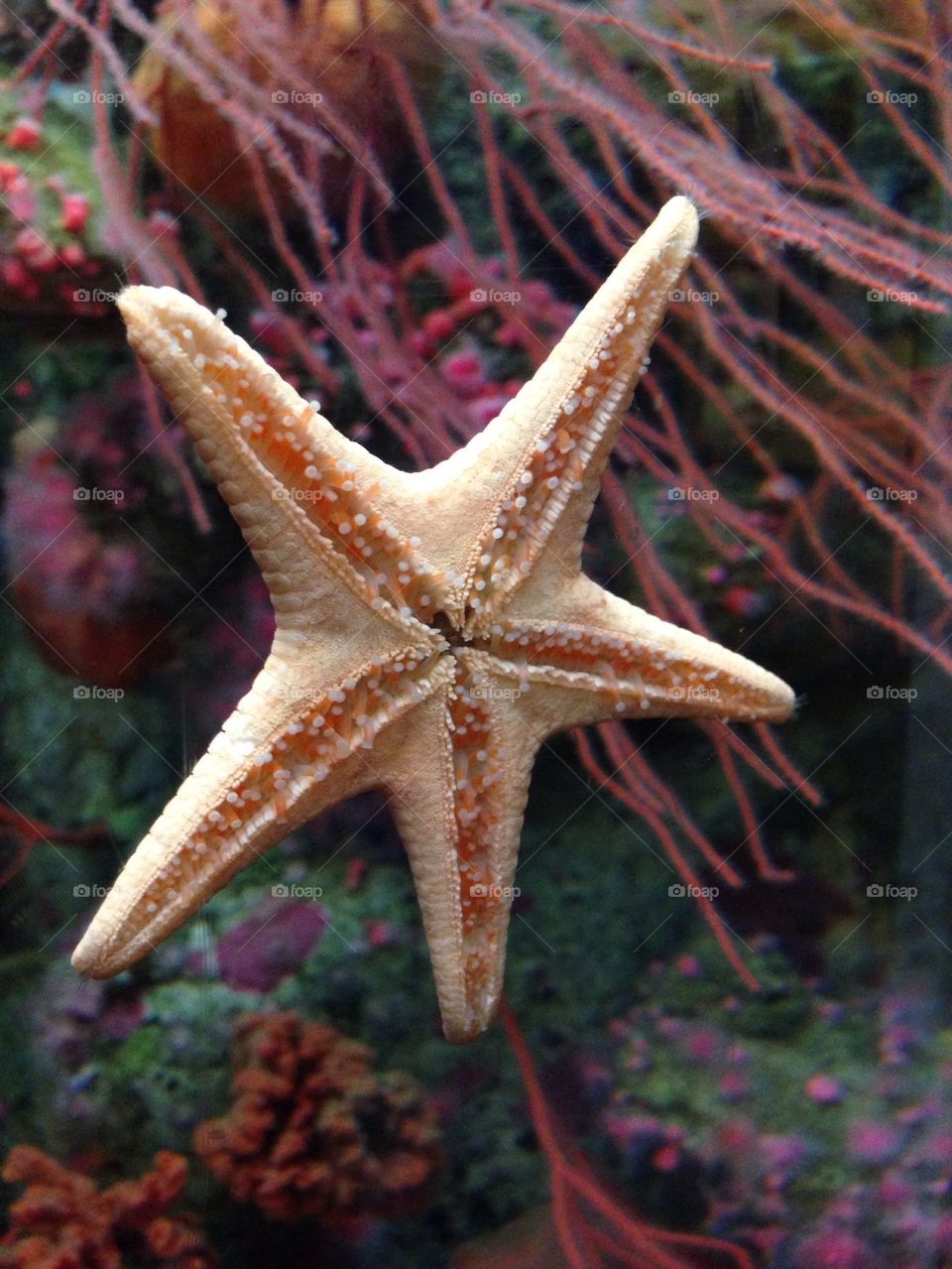 Starfish seascape