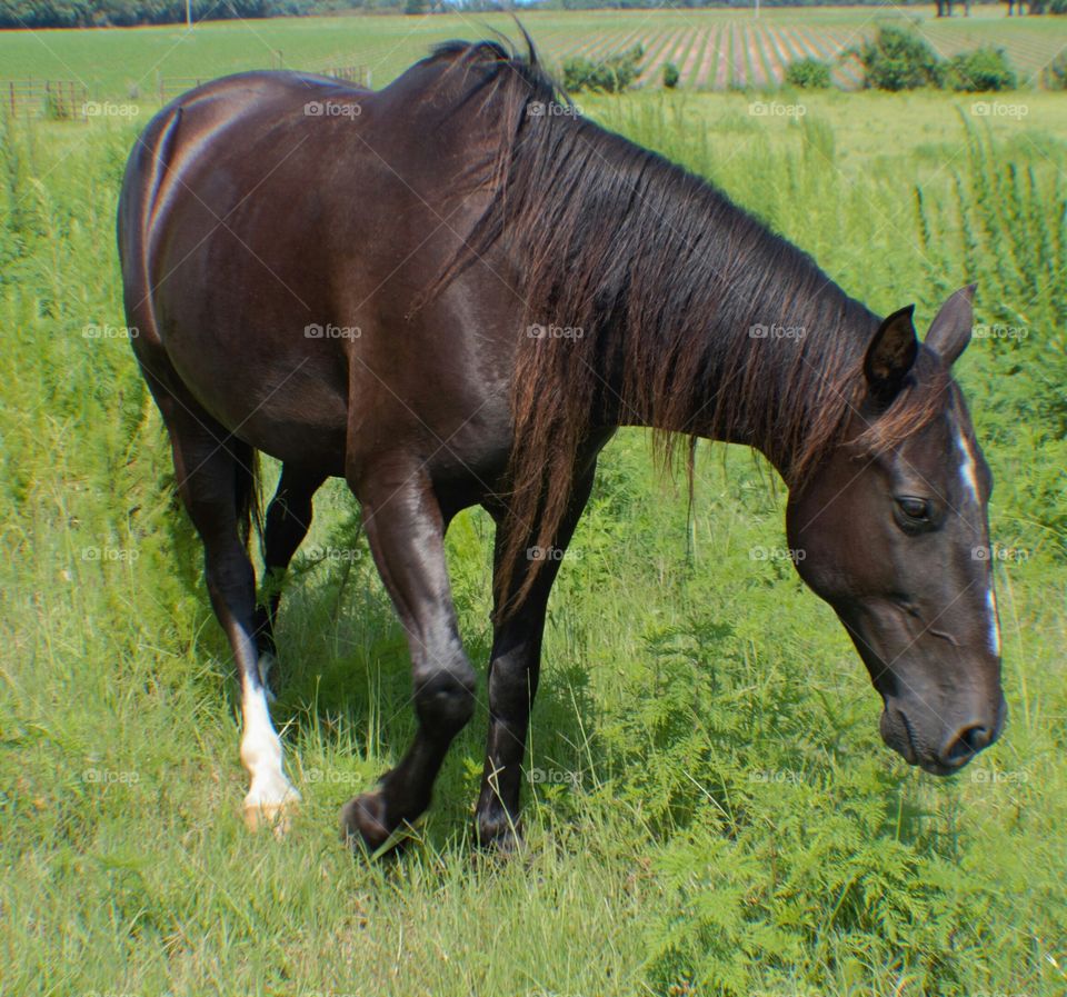 Brown horse in grass
