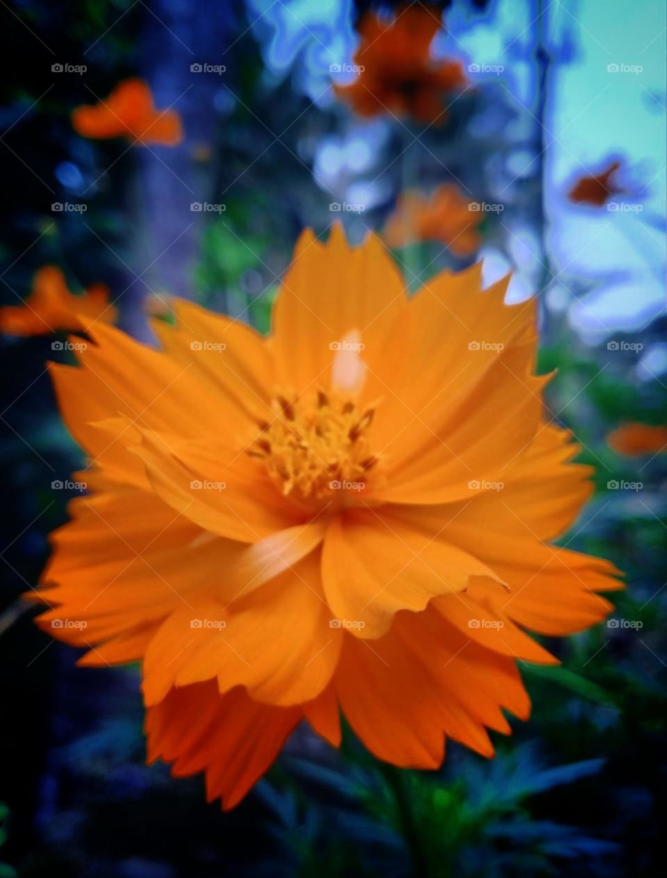 magical outside photo of marigold as a wallpaper