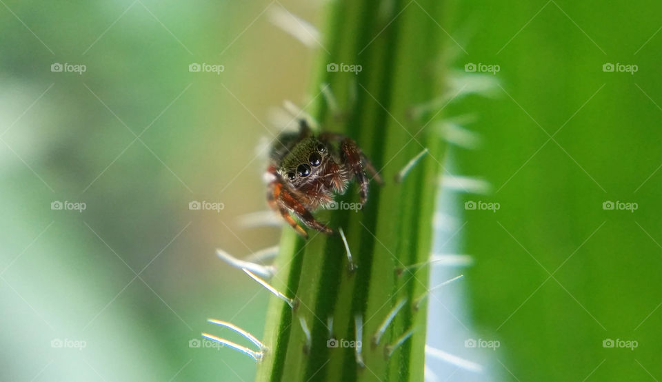 Insect, No Person, Nature, Outdoors, Spider