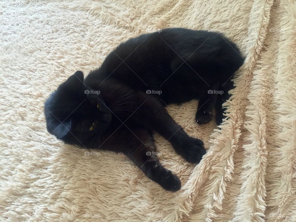 Black cat lying on bed