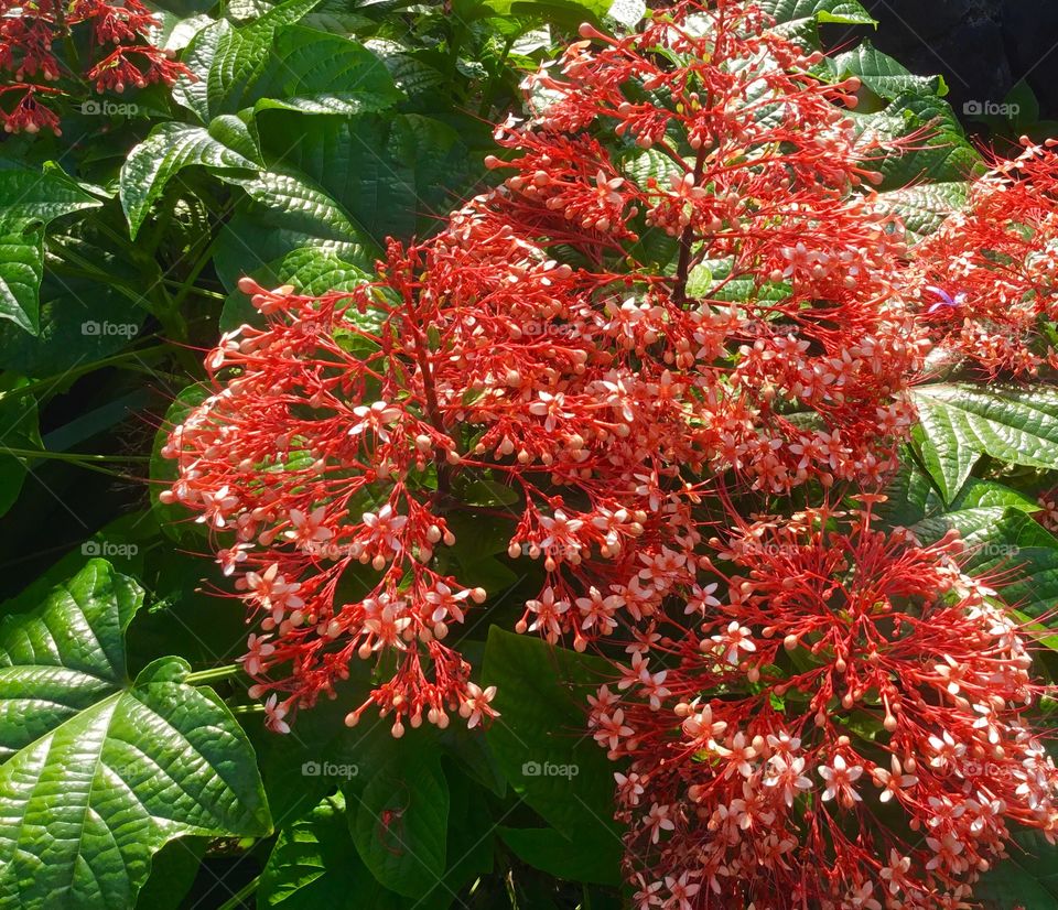 Beautiful red buds