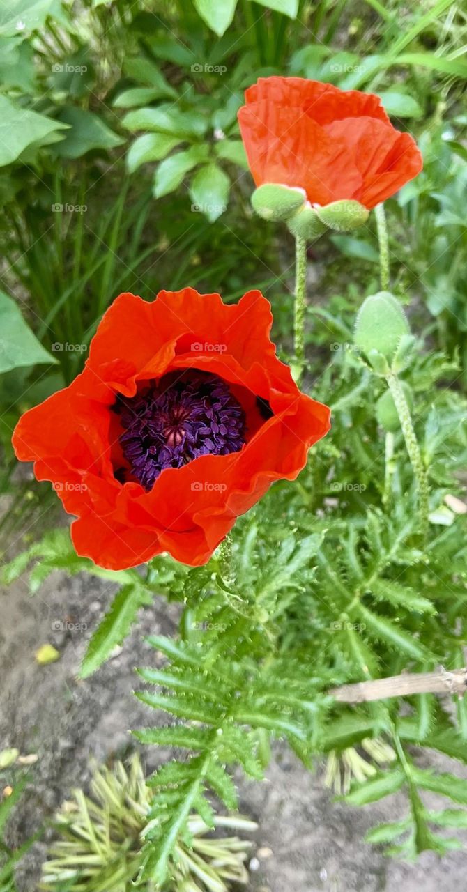 RED POPPY (Papaver bracteatum) The largest perennial poppy.