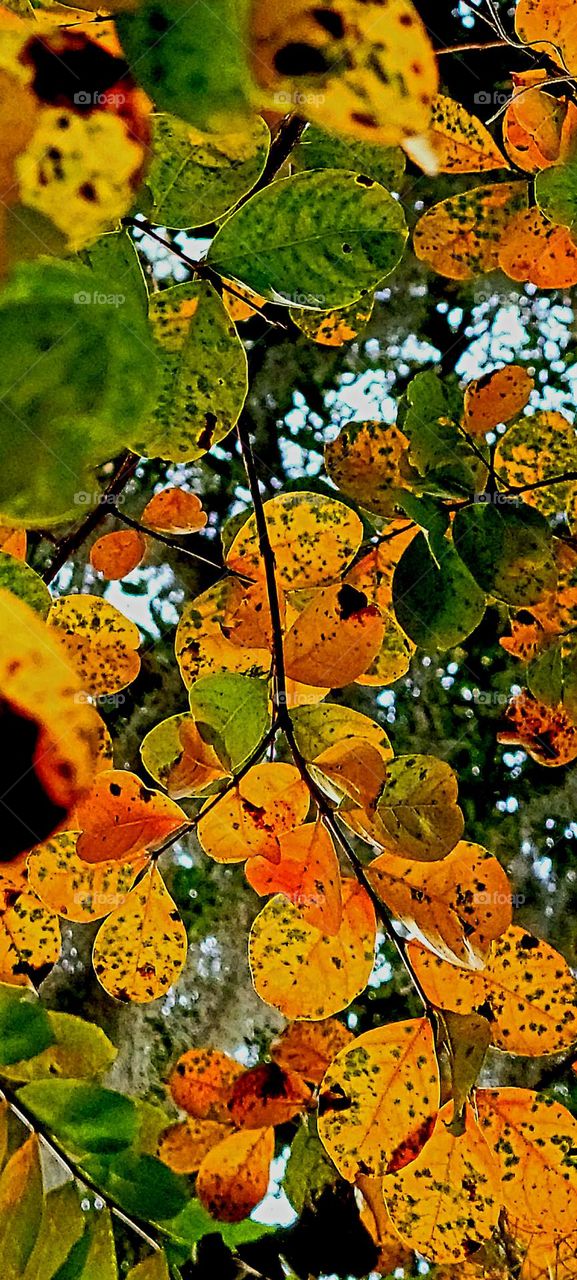 mission: fall colors leaves of orange and red brown and green. bold and bright