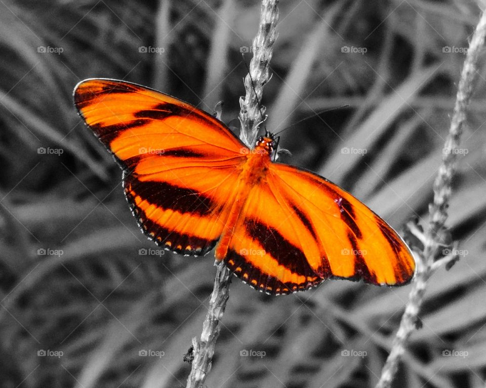 bright orange tiger butterfly with black and white background inspirational