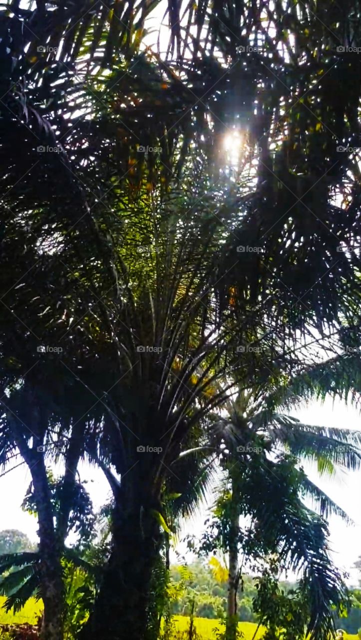 Palm tree in daylight