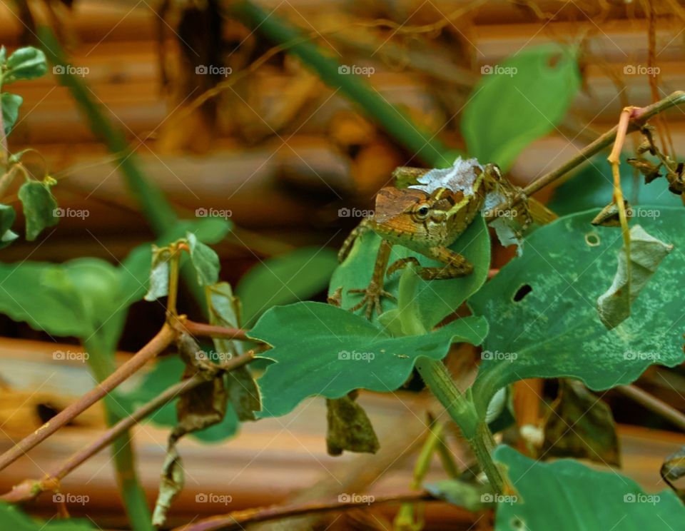 Oriental Garden Lizard