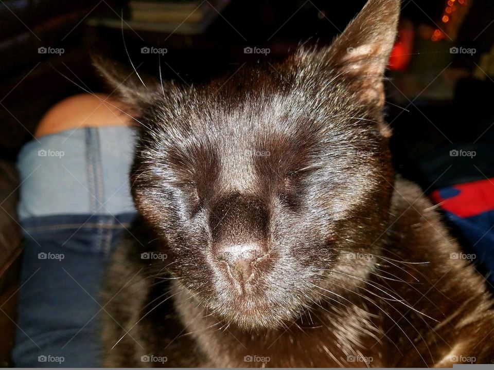 Black cat posing for a photo but with her eyes closed. Light is shining onto her face. Kitty is completely peaceful as you can see.🐈‍⬛