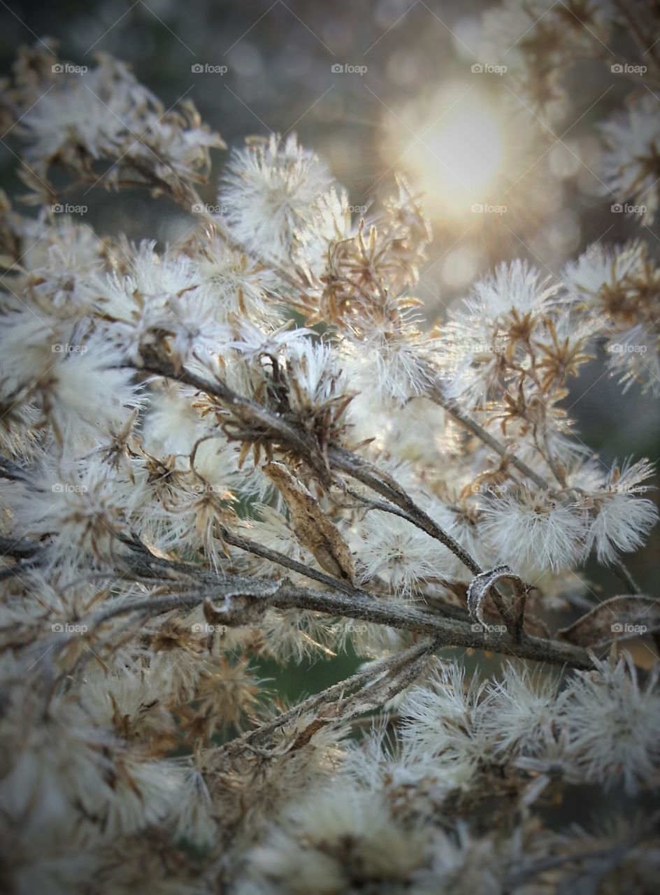 Weed at Sunset