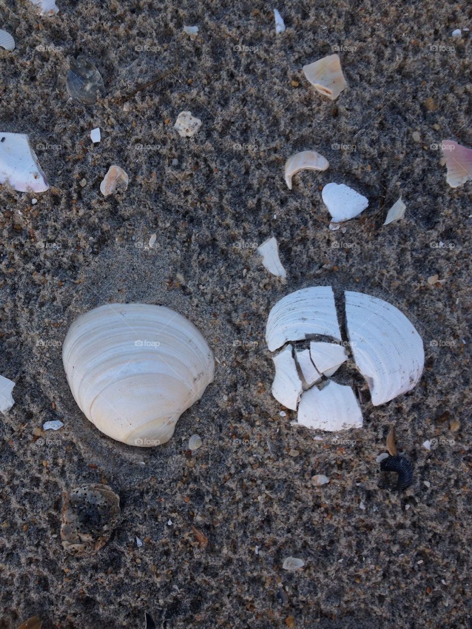 Seashell contrast 