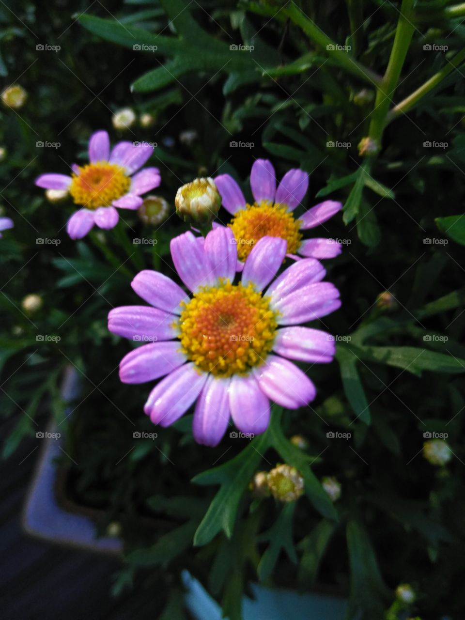 Asters bursting open in the Dewey tropical light