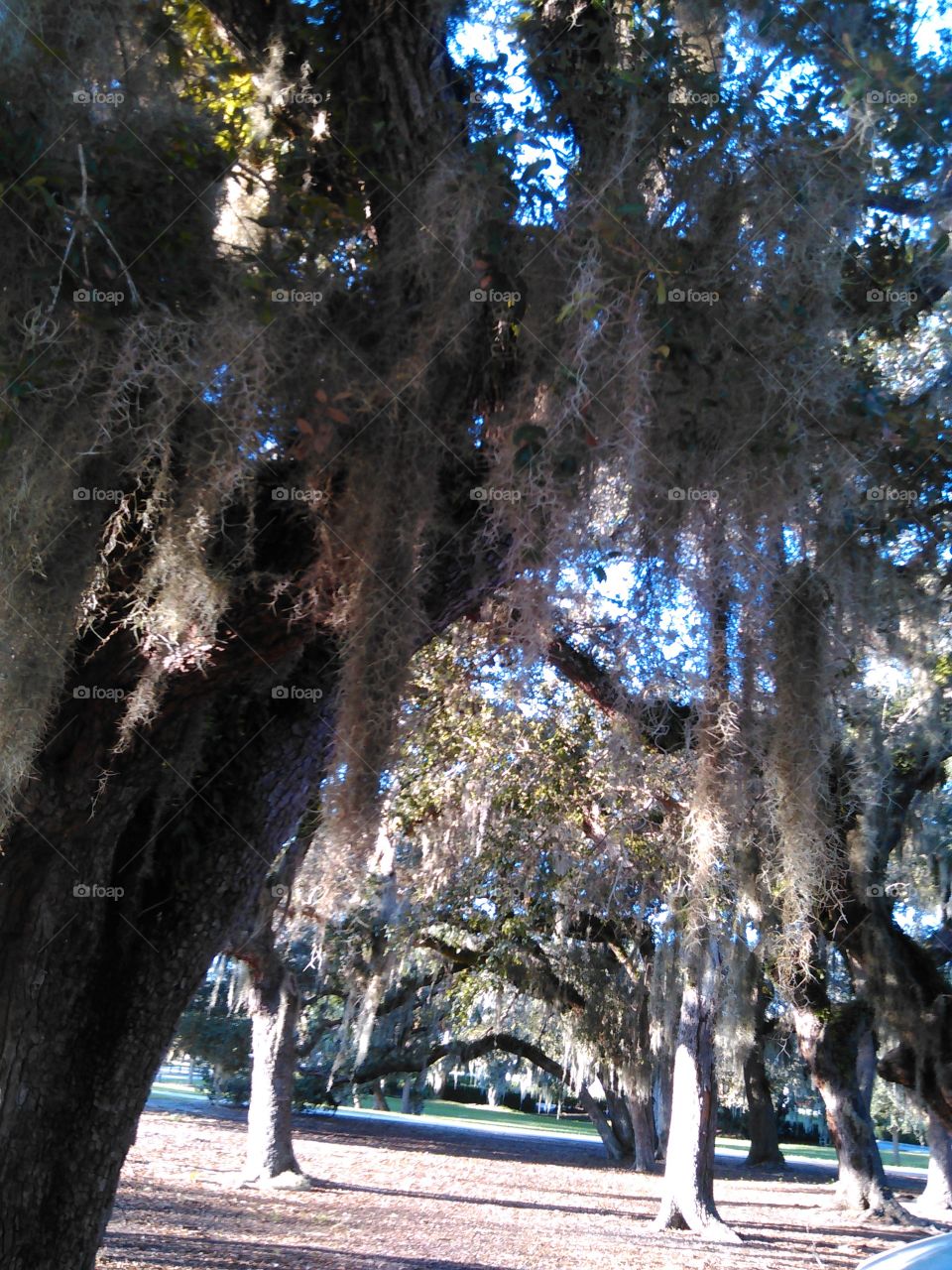 Riverside Park in Vero Beach. Beautiful shot in Riverside Park in Vero Beach. Florida..