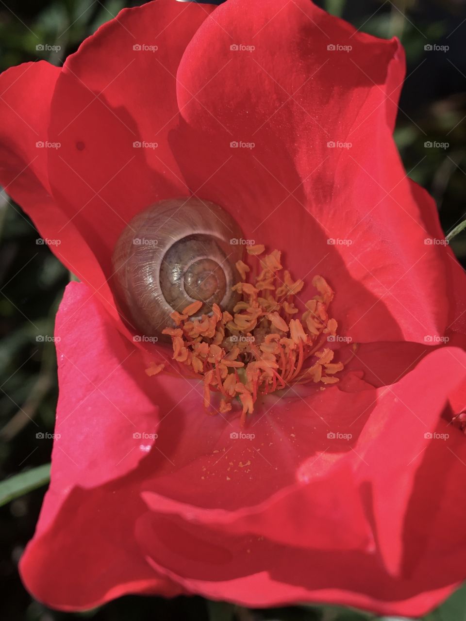 A small snail coiled in the heart of a light red rose