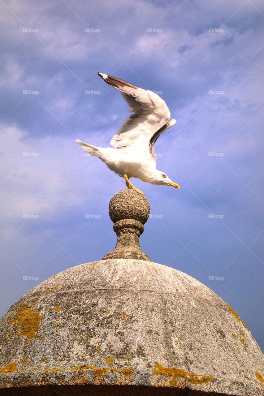 seagull