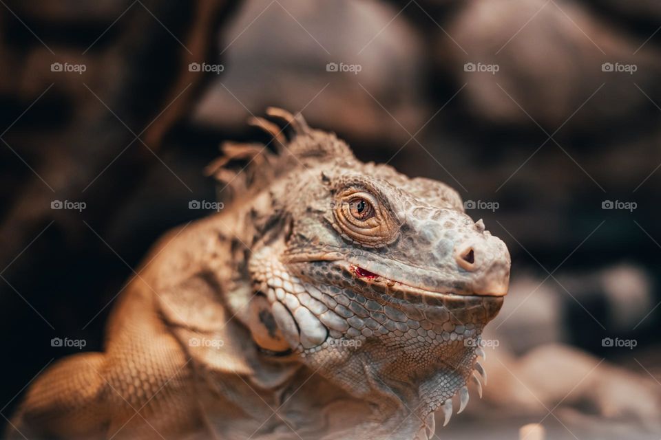 Close-up portrait of an orange colored male Green iguana (Iguana iguana). Bokeh background