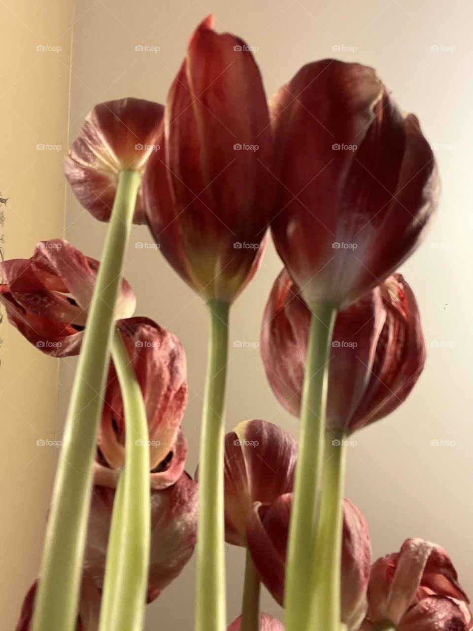 Tulip Love Part 9