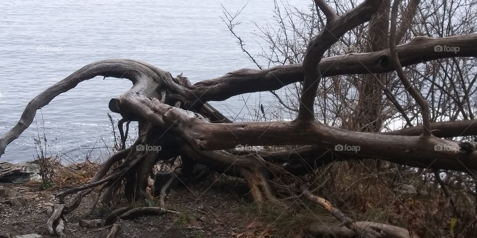 bent tree