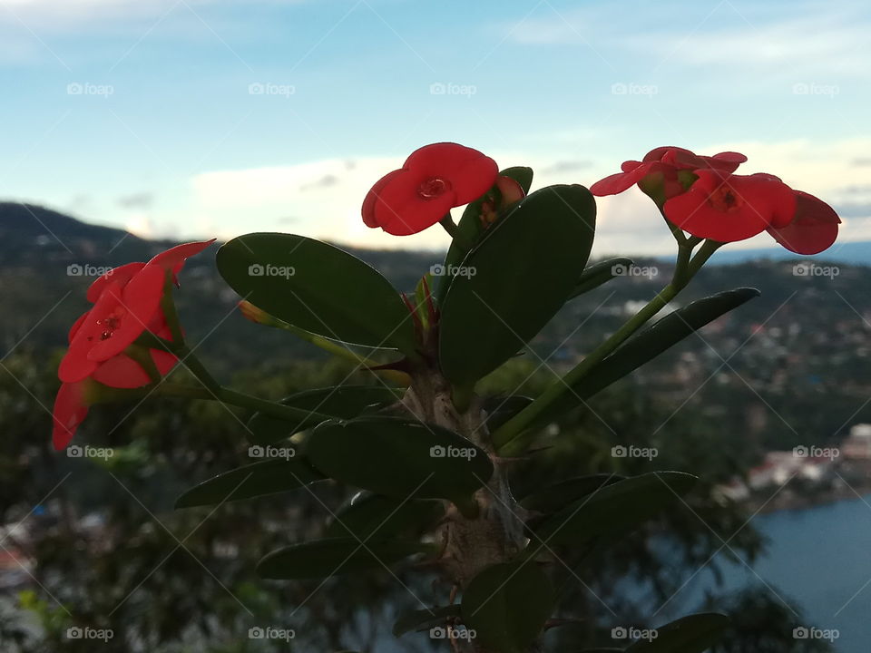 beautiful flowers on the top