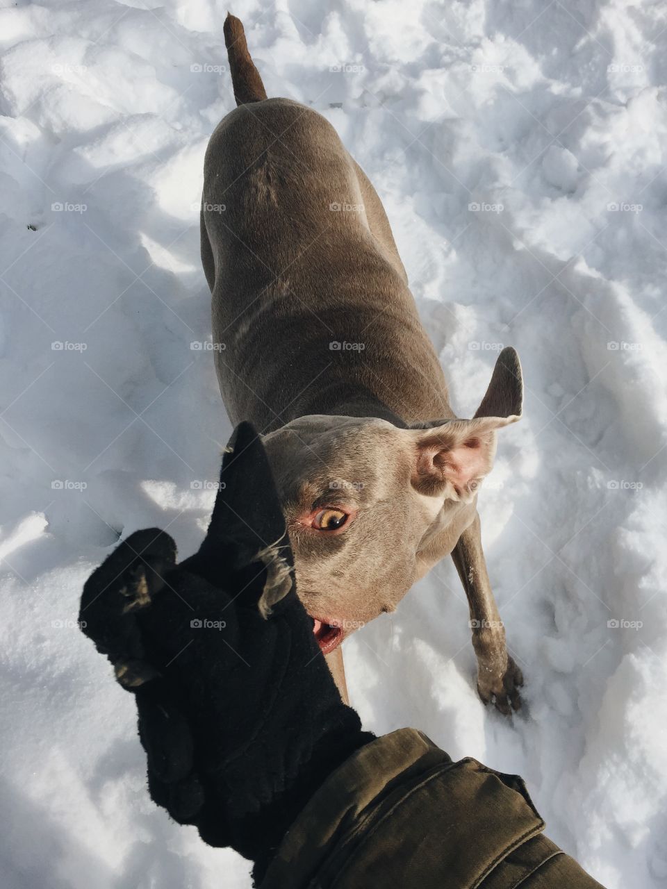 Tug of war with Weimaraner 