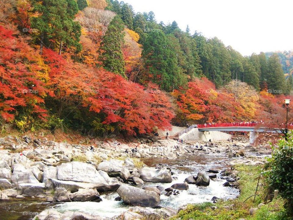 Autumn, river, Japan