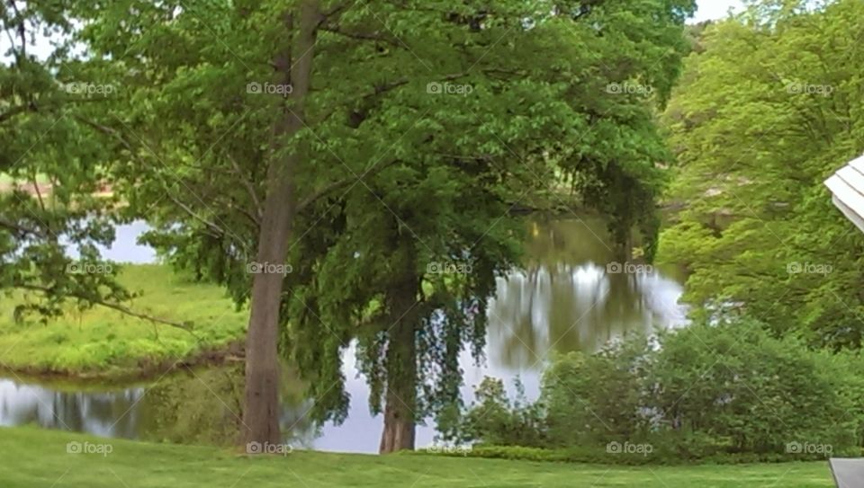 Tree on the waters edge