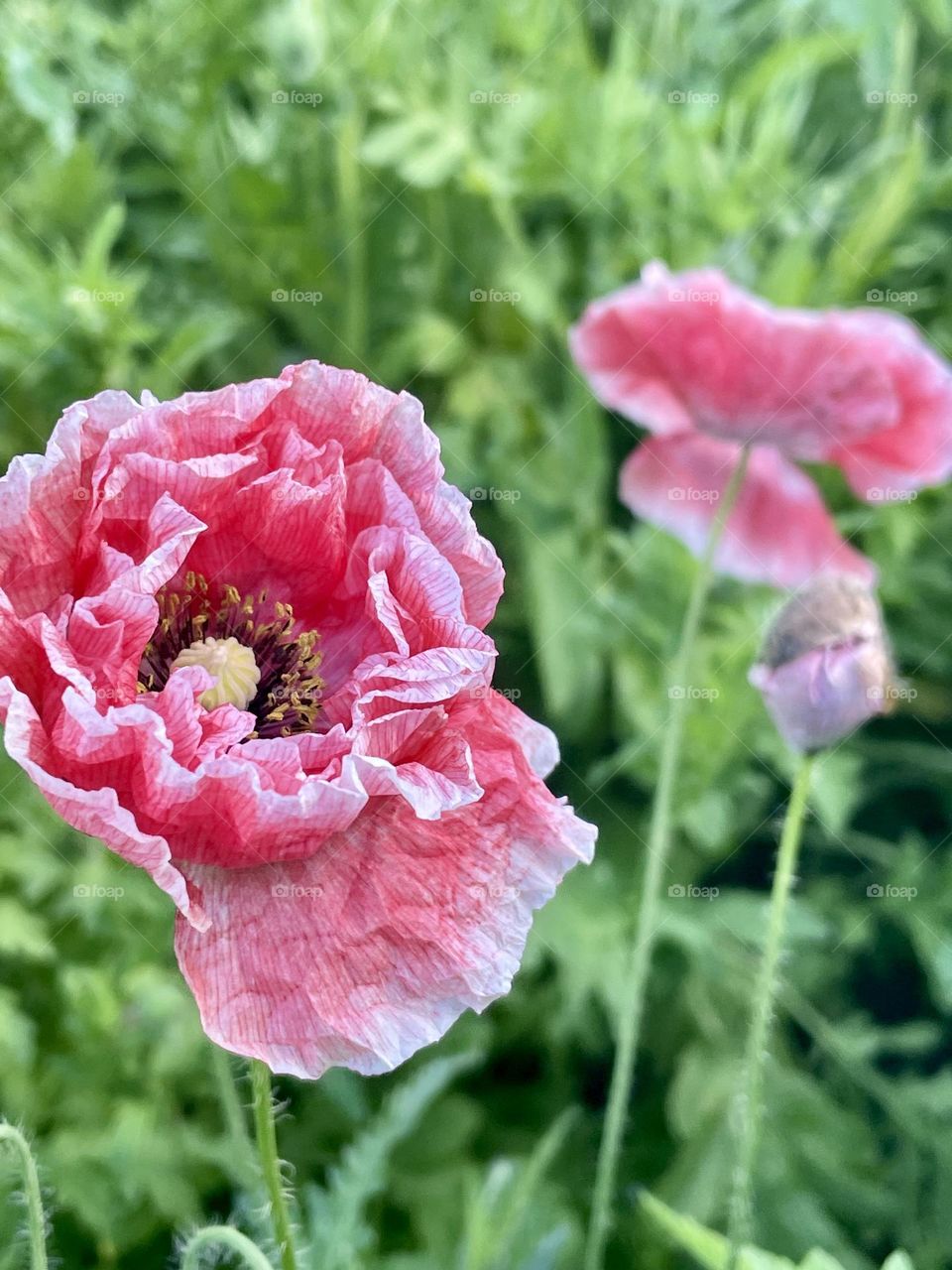 poppy flowers 