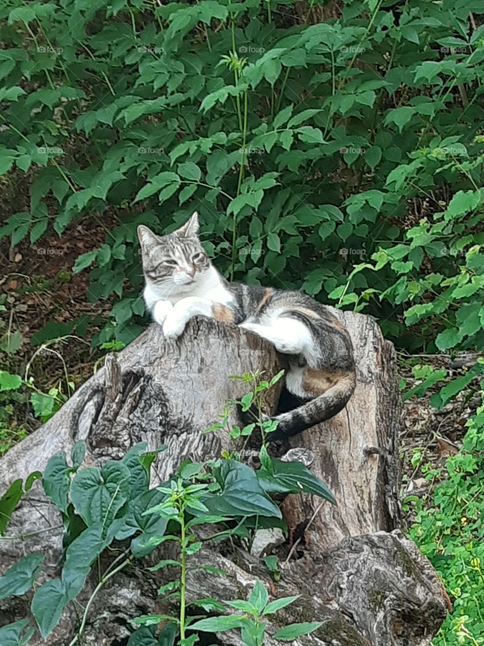 a cat in the wood