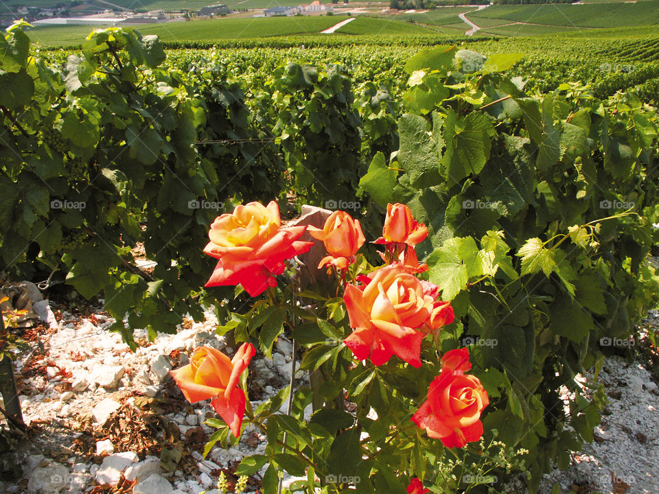 Champagne . Vineyards 