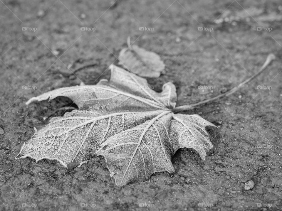 Close up of frozen leaf