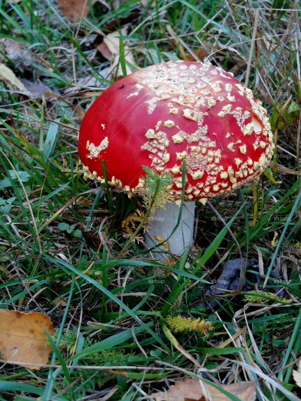 amanita mushroom close up growing in green grass