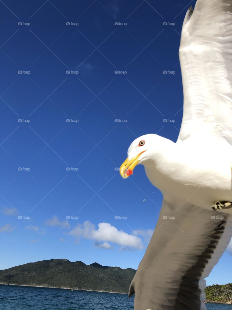 Bird. Arraial do Cabo. Brasil.