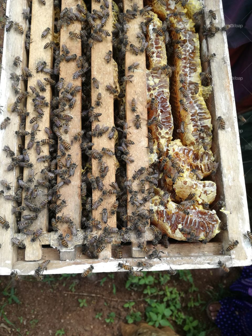 Bee honey with bee keeping box