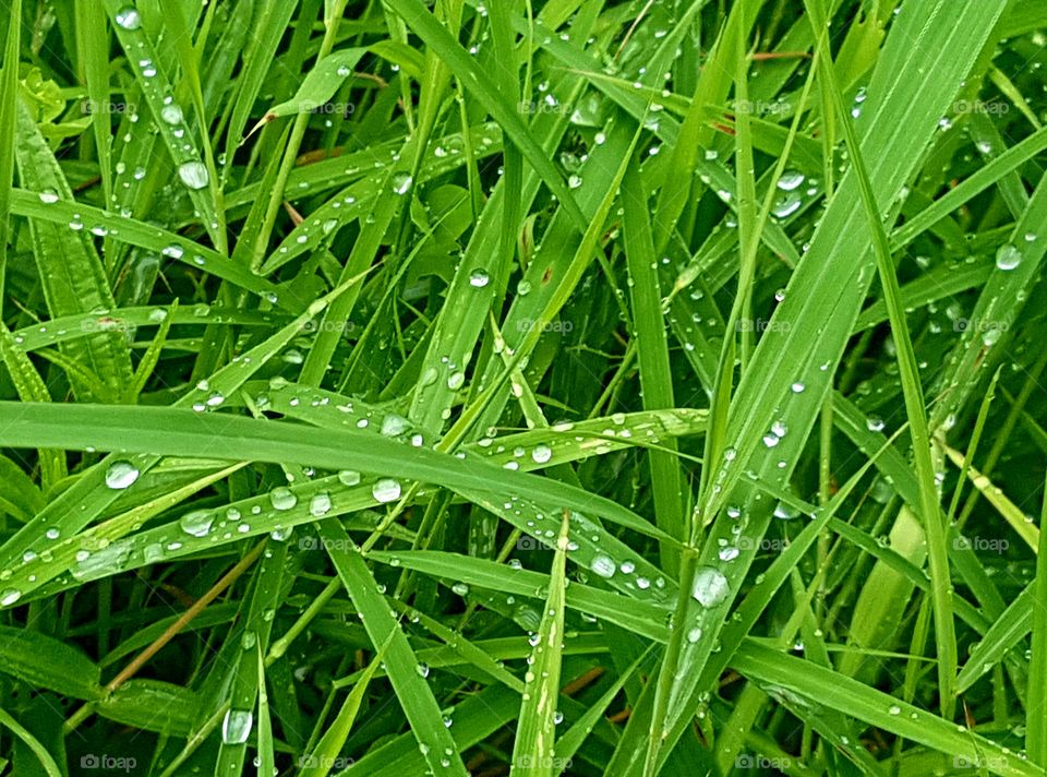 green grass with water drops