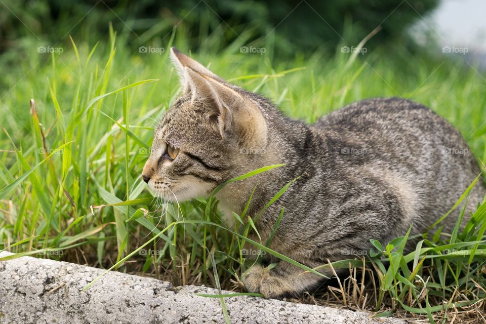 cat in the grass. Slovakia