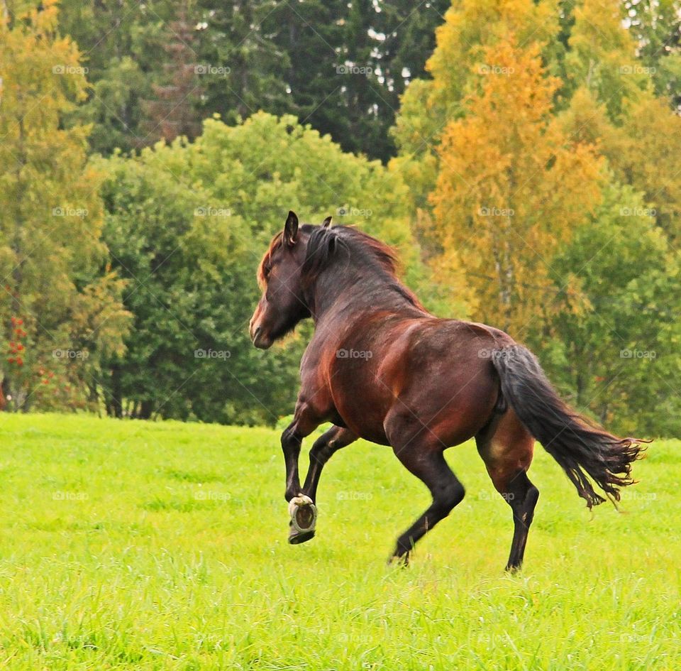 Running horse