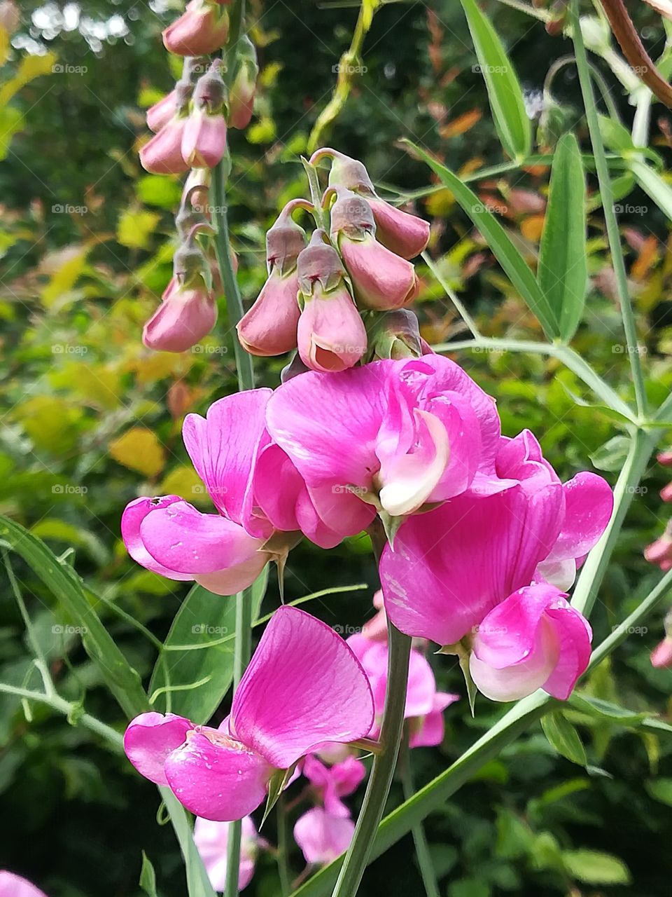 Fragrant Peas