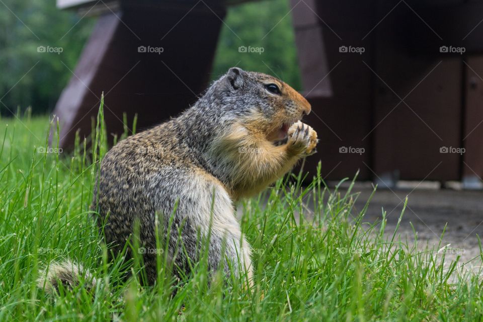 Close-up of a prairie dog