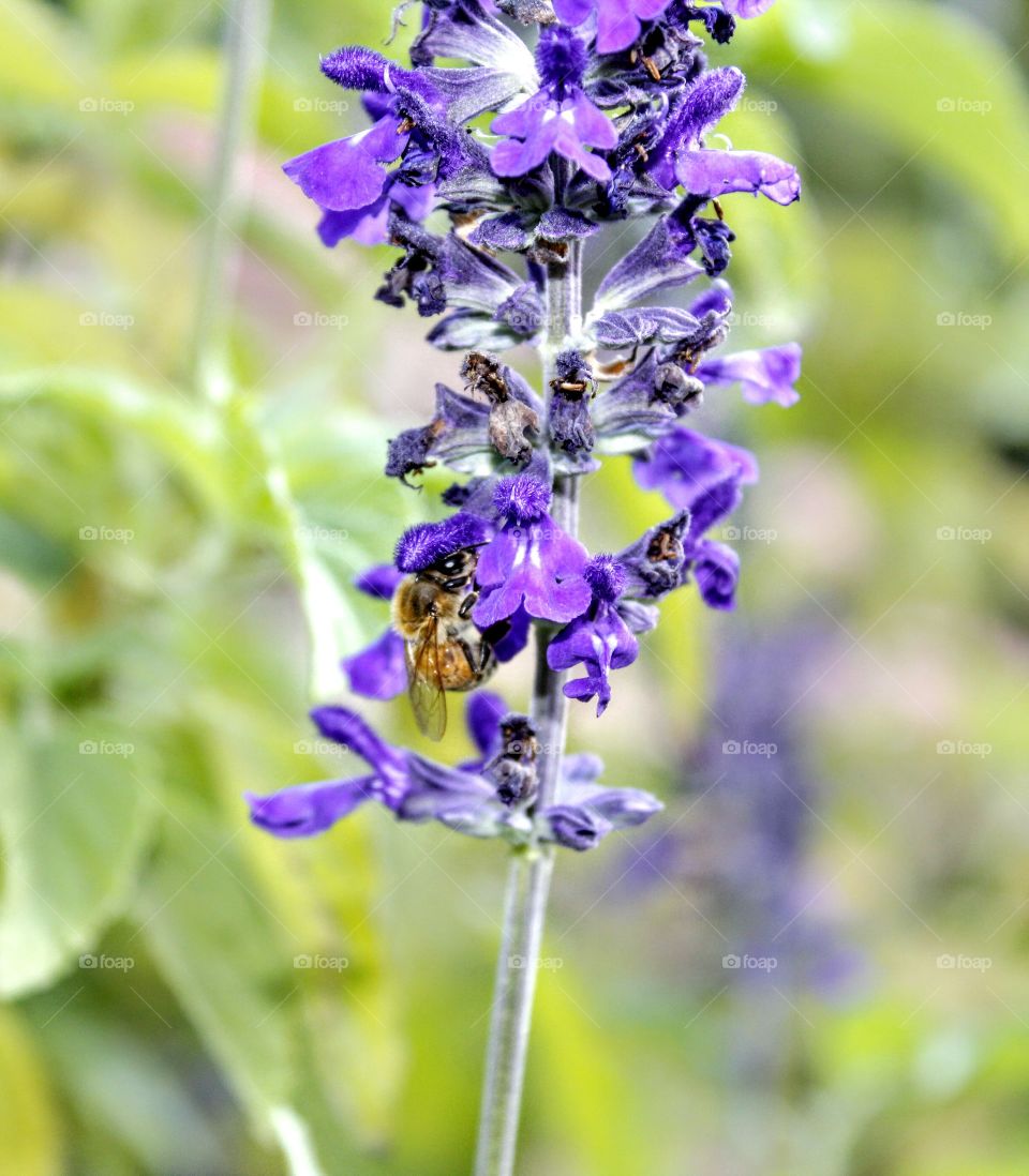 Nature, Flower, Flora, No Person, Summer